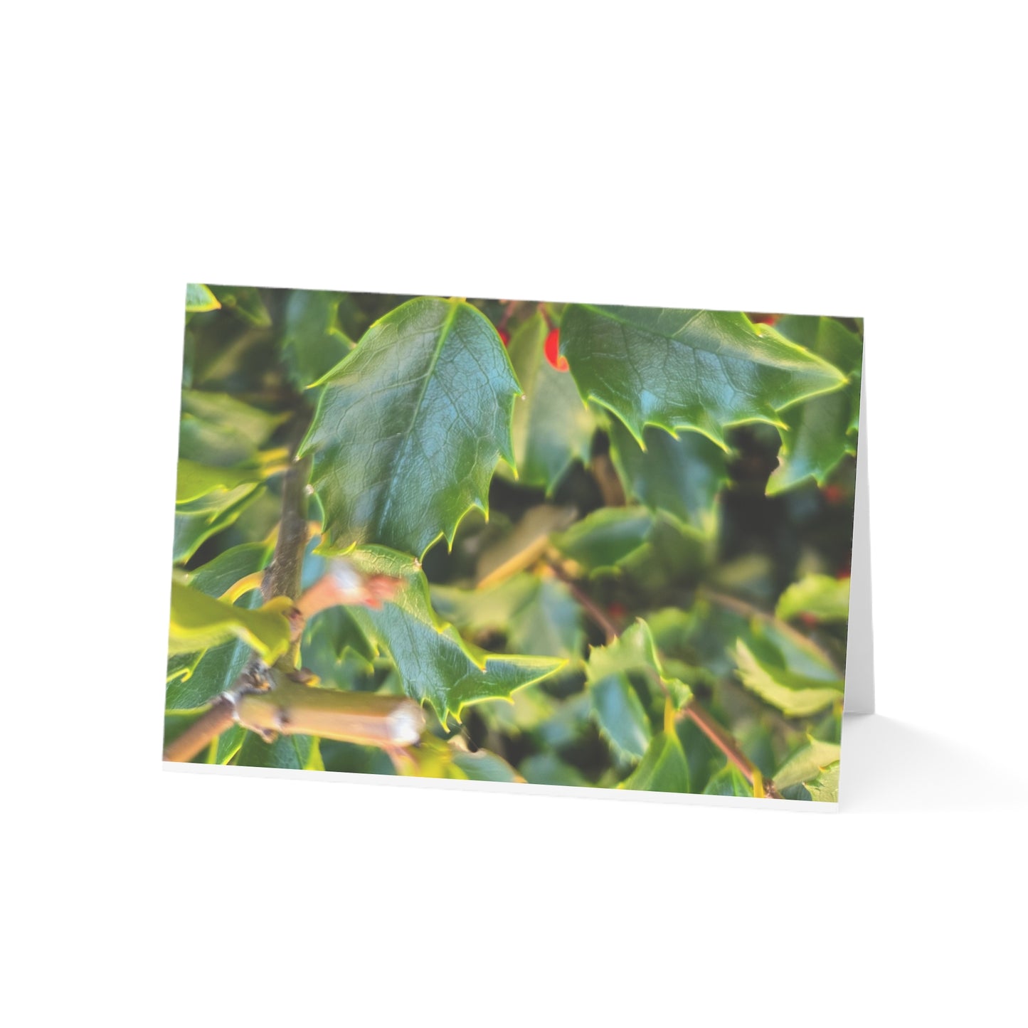 Holly photograph-Holiday Greeting Card — Blank Inside (Single or Bulk Packs)