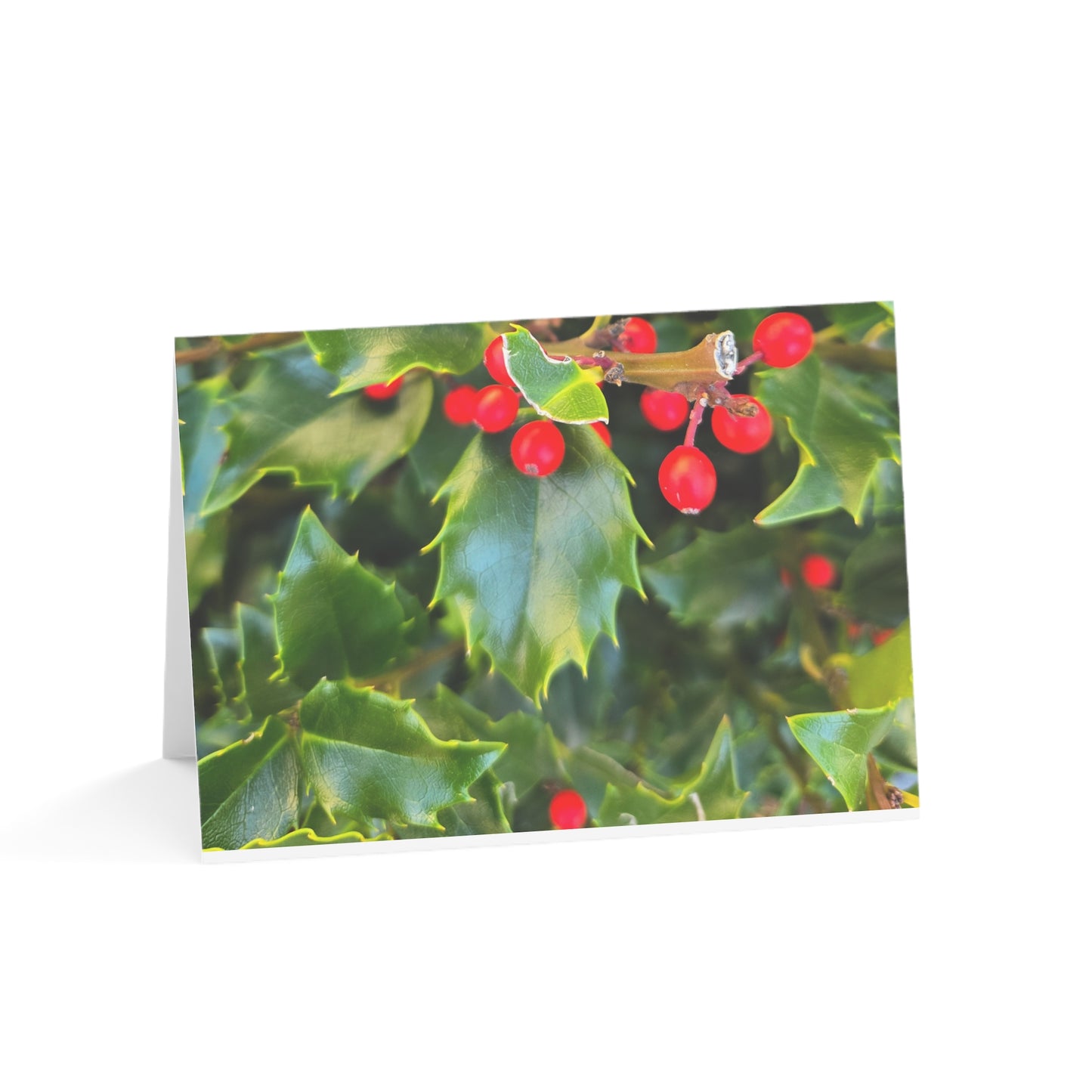 Holly photograph-Holiday Greeting Card — Blank Inside (Single or Bulk Packs)